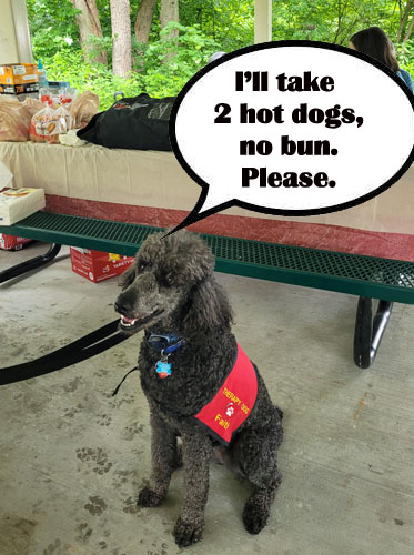 poodle with caption I'll have 2 hotdogs, no bun please'